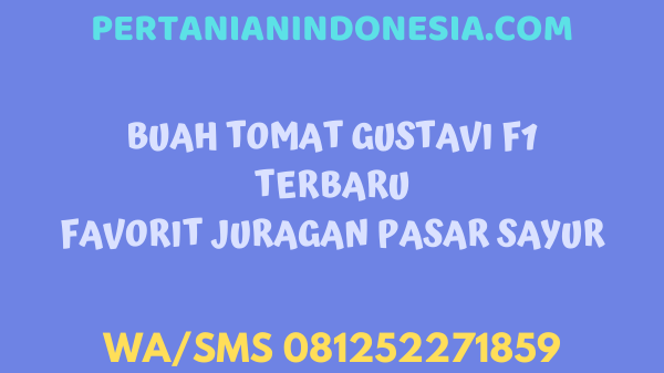 Buah Tomat Gustavi F1 Terbaru Favorit Juragan Pasar Sayur